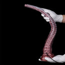 21.25in Deep Sea Endoscopy 3.0MP HD Camera 8 LEDs Huge Tentacle Dildo