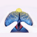 Butt Masturbator Azur Sheep Fantasy Single Channel